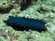 Greenfish Sea Cucumber (Stichopus chloronotus)