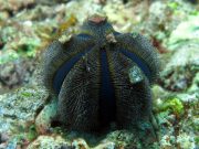 Blue Tuxedo Sea Urchin (Mespilia globulus)