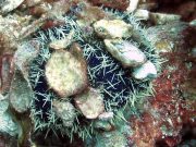 Collector Urchin (Tripneustes gratilla)