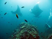 Giant Oceanic Manta Ray (Manta birostris)