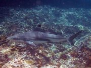 Blacktip Reef Shark (Carcharhinus melanopterus)