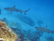Blacktip Reef Shark (Carcharhinus melanopterus)