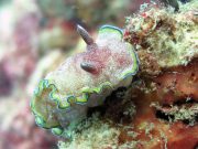 Girdled Glossodoris (Glossodoris cincta)