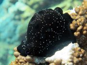 Common Egg Cowrie (Ovula ovum)