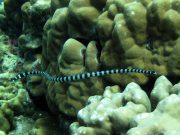 Colubrine (Banded) Sea Krait (Laticauda colubrina)