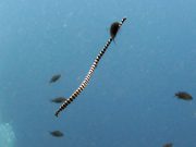 Colubrine (Banded) Sea Krait (Laticauda colubrina)